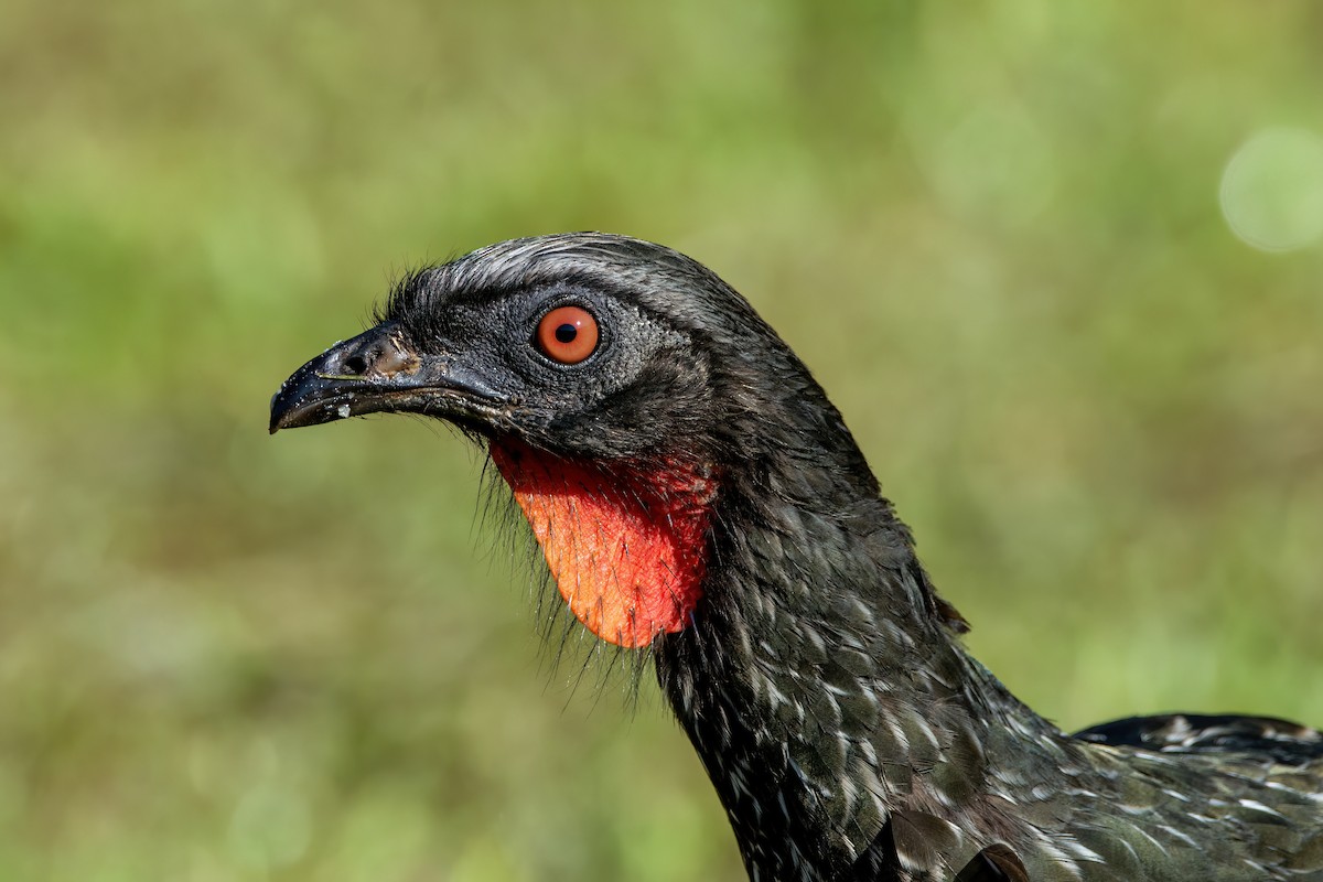 Dusky-legged Guan - ML541995681