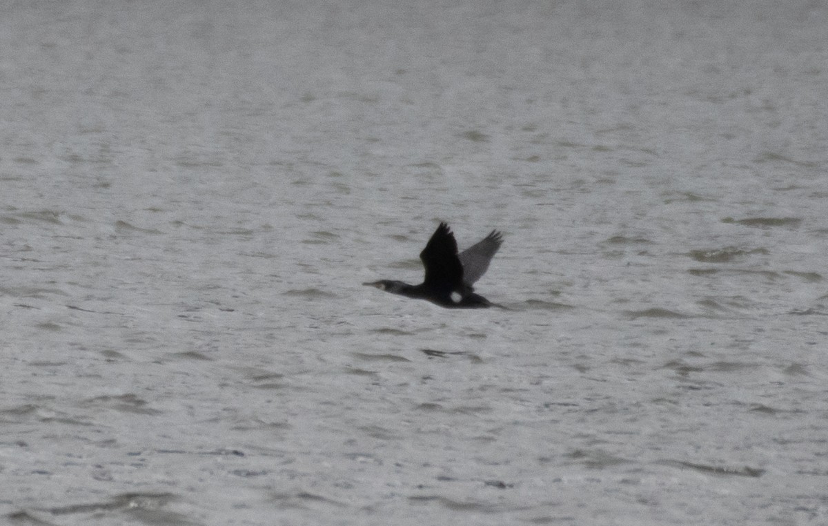 Great Cormorant - ML541995771