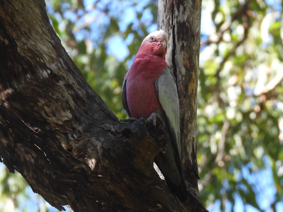 Galah - Scott Fox