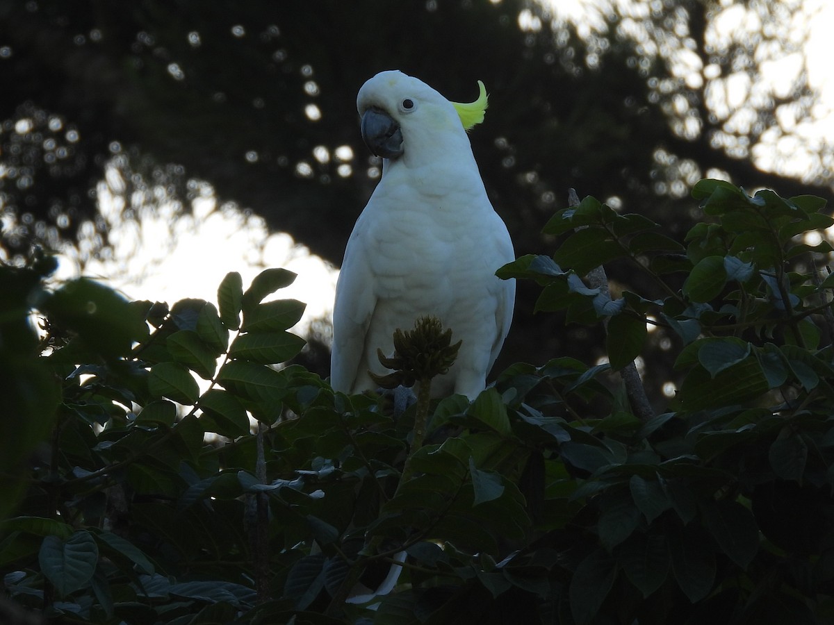 Sulphur-crested Cockatoo - ML541996821