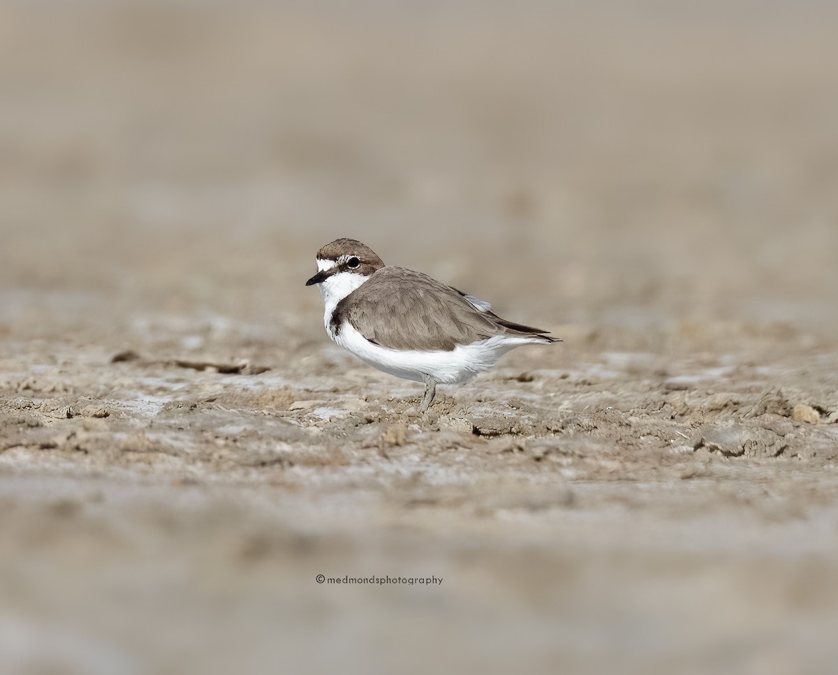 Red-capped Plover - Michelle Edmonds