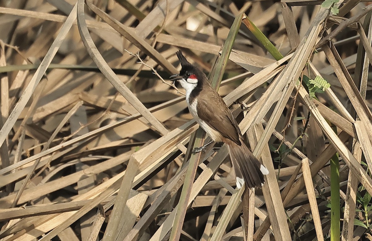 Red-whiskered Bulbul - ML542000551