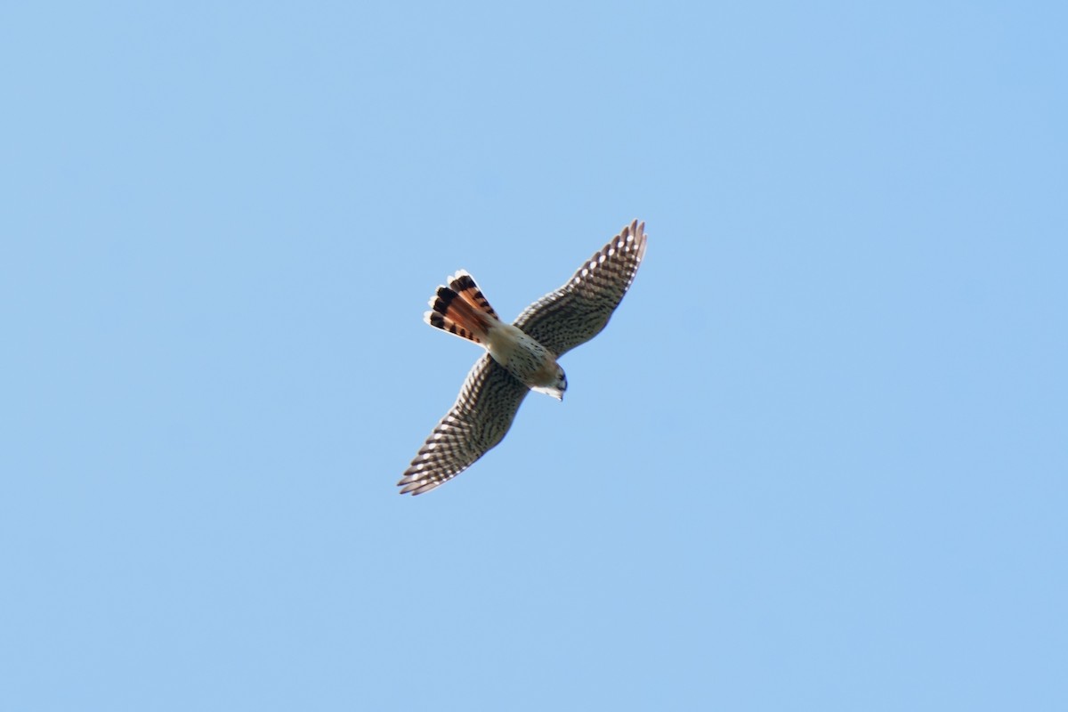 American Kestrel - ML542001141