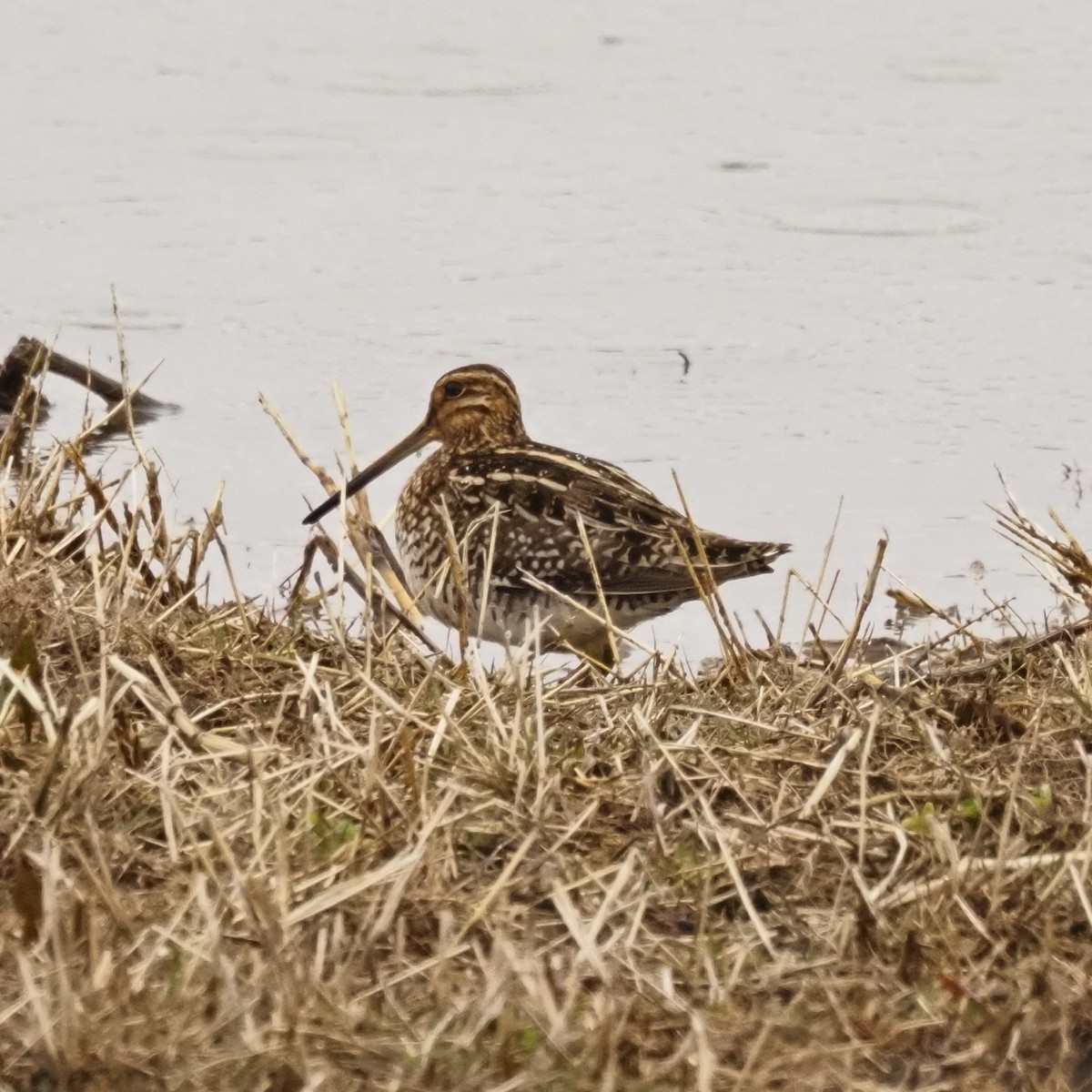 Wilson's Snipe - ML542001541