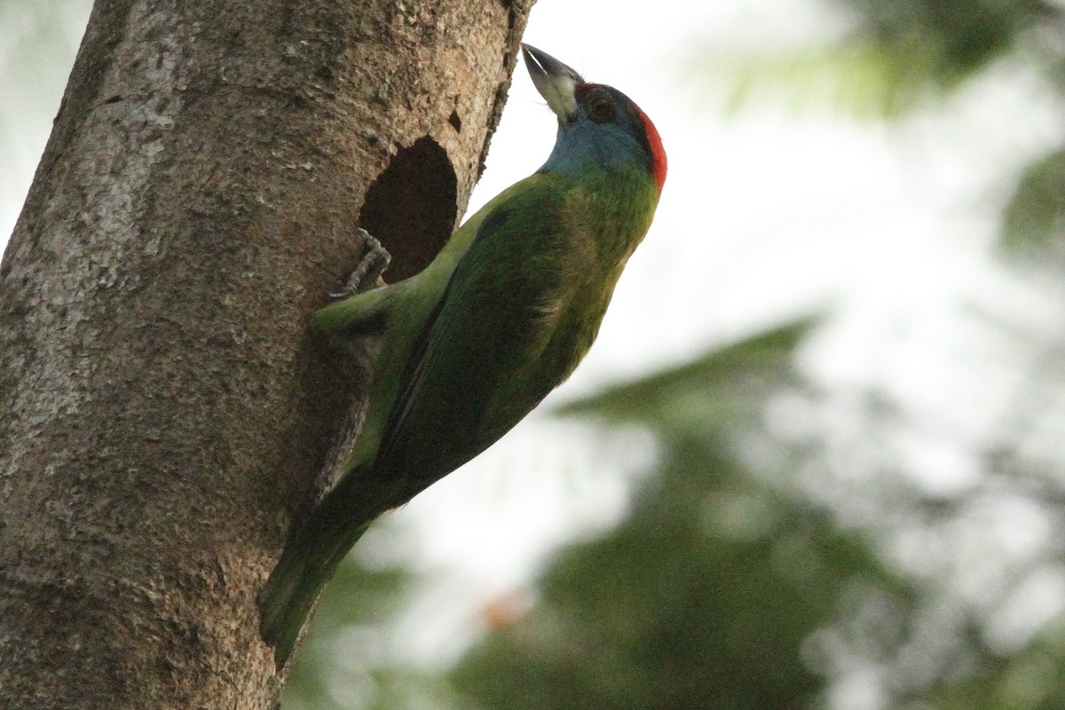 Blue-throated Barbet - ML542001711