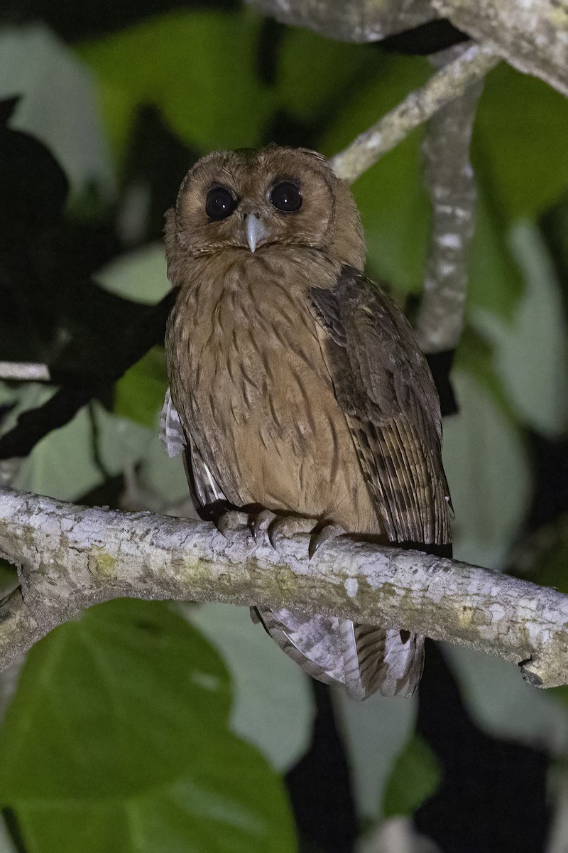 Jamaican Owl - Peter Hawrylyshyn