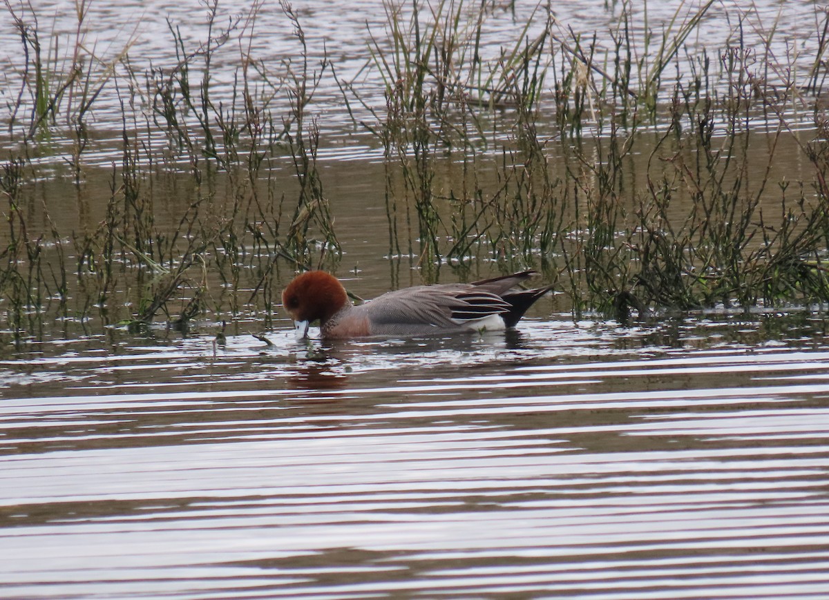 Eurasian Wigeon - Kevin Burns