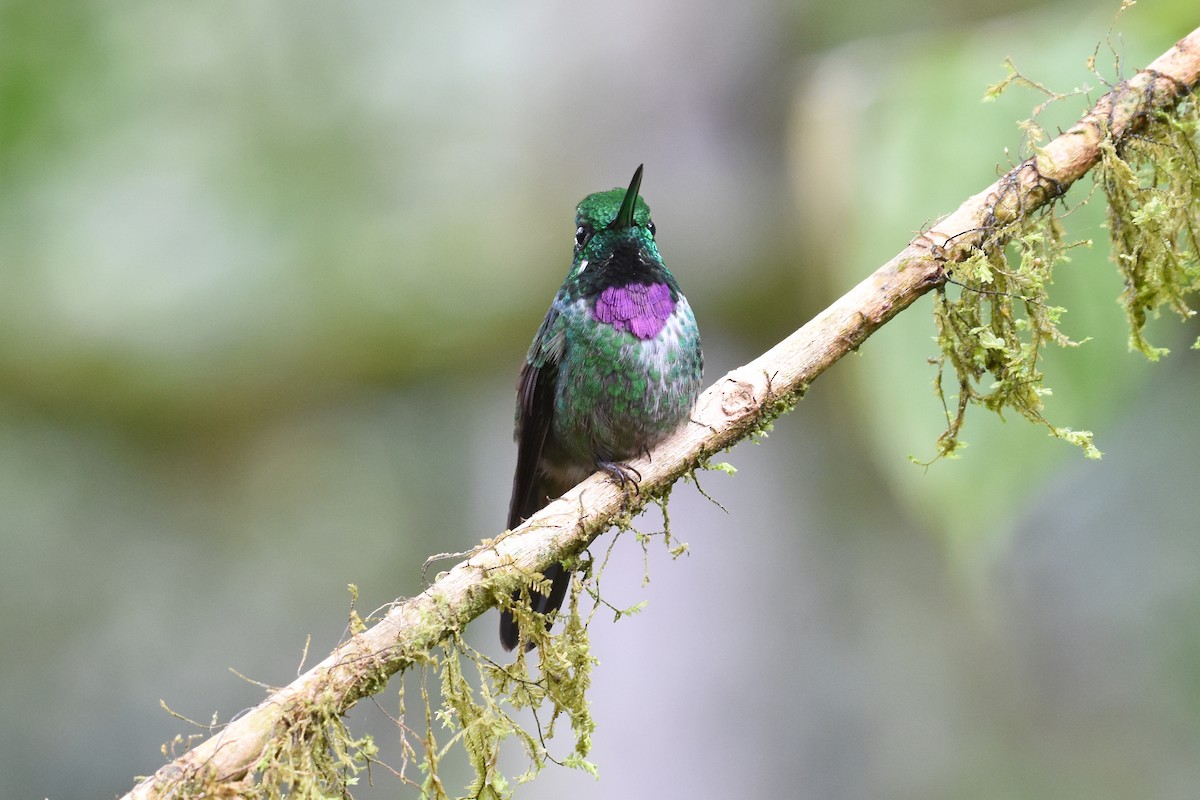 Purple-bibbed Whitetip - ML542006231