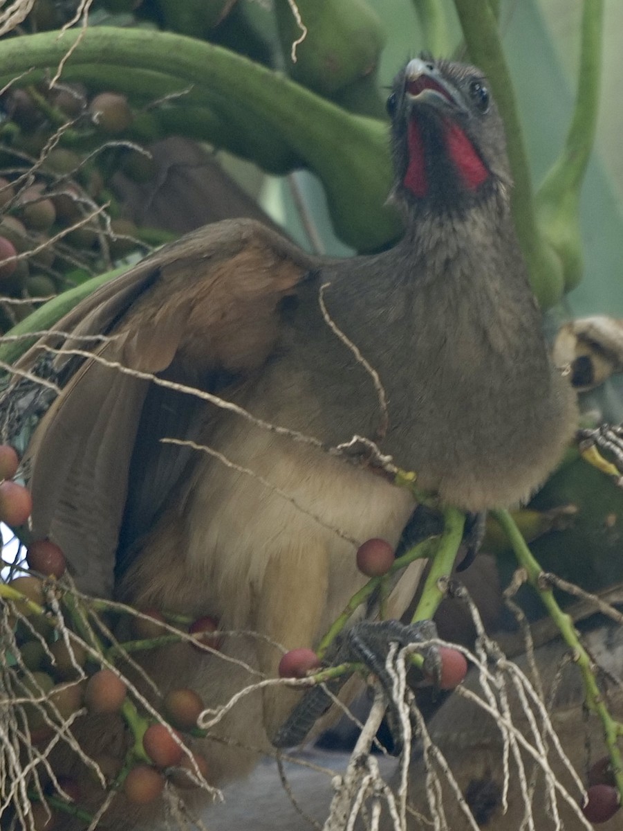 Plain Chachalaca - ML542006791