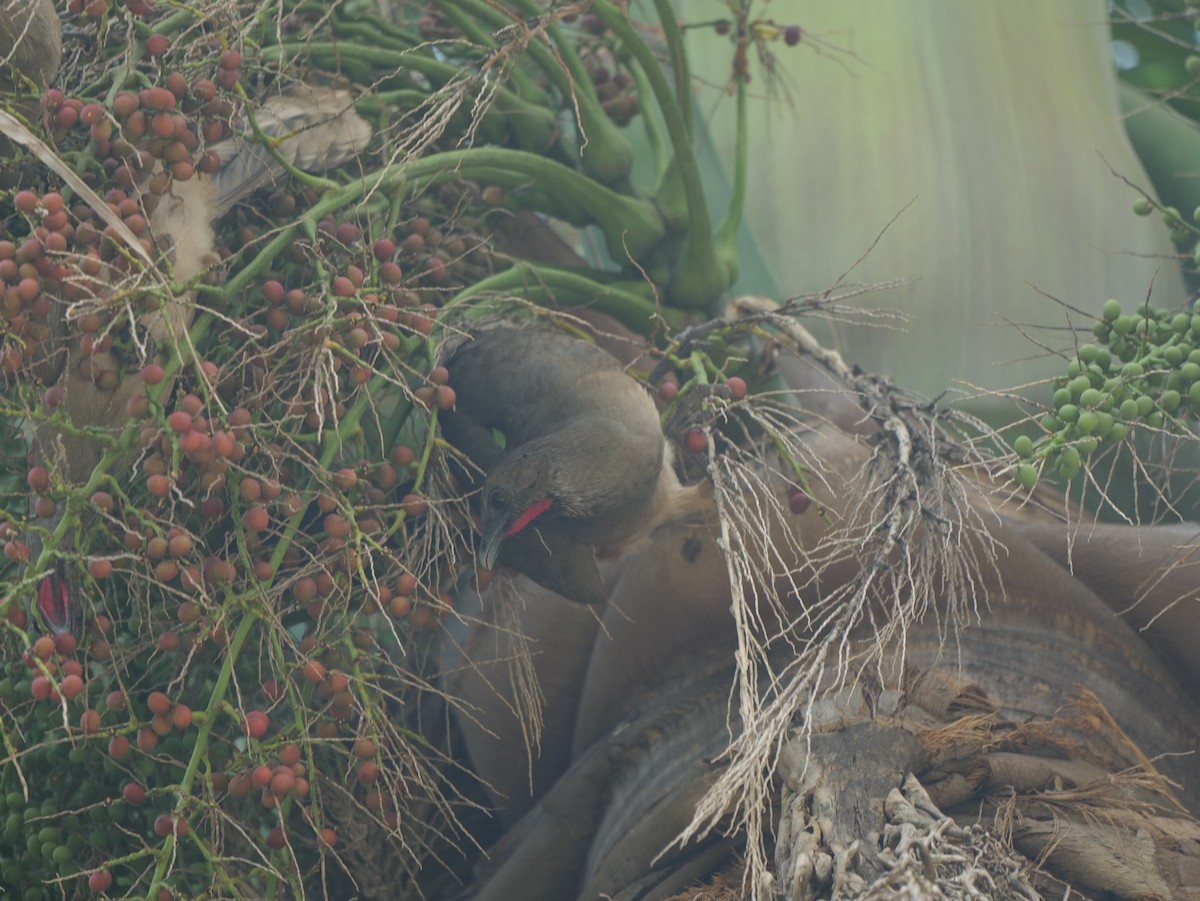 Plain Chachalaca - ML542006801