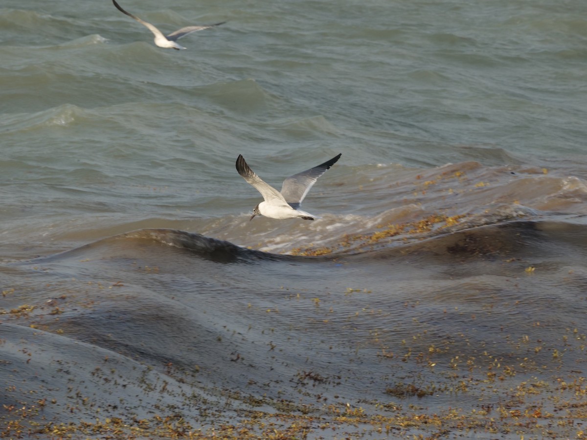 Laughing Gull - ML542007191