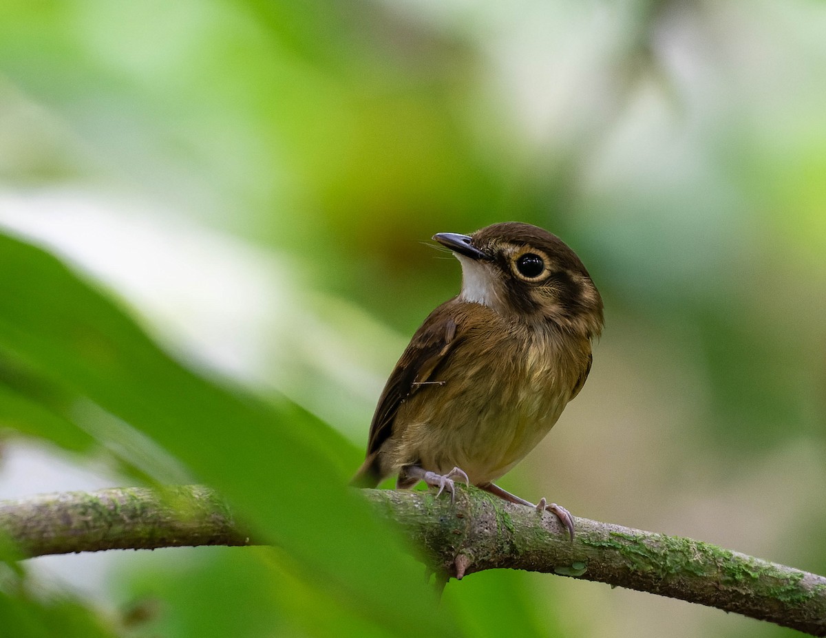 White-throated Spadebill - ML542007601