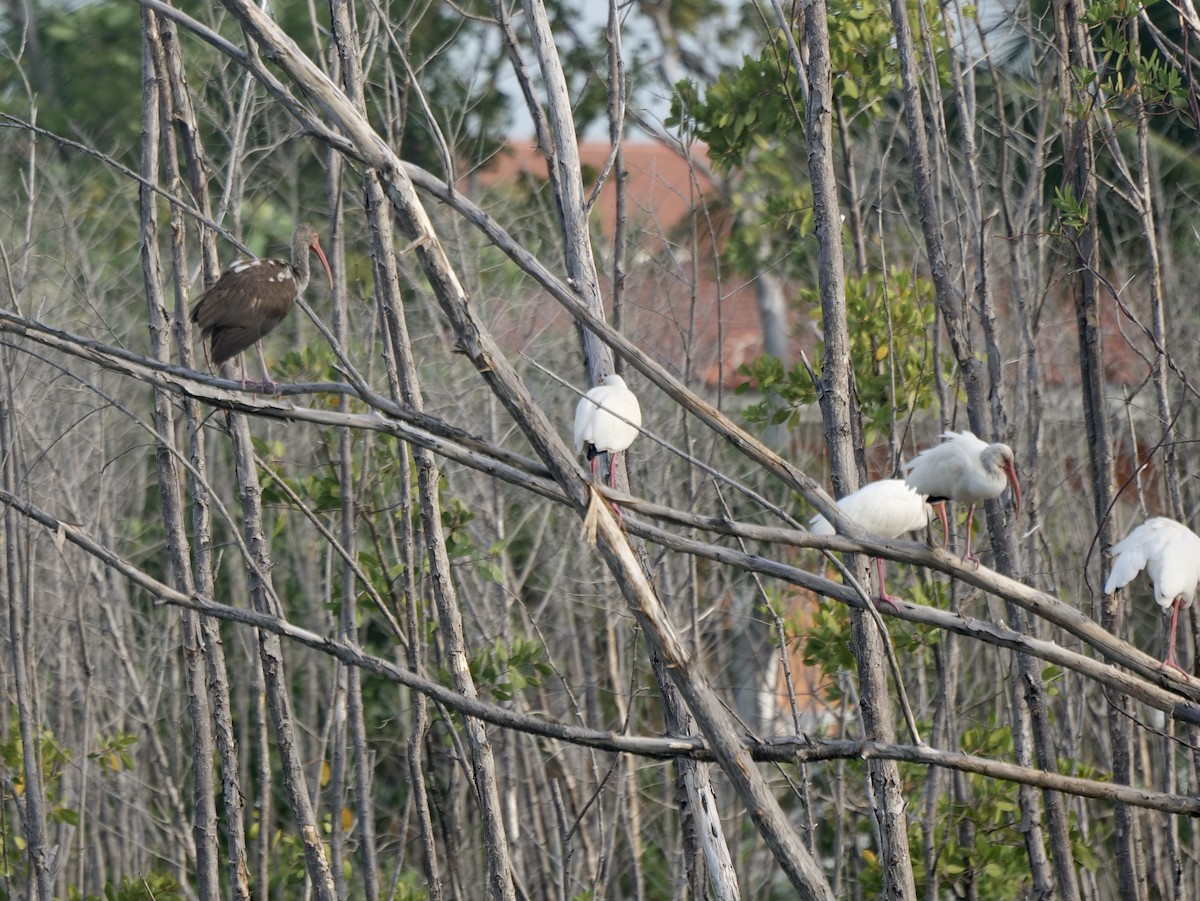 ibis bílý - ML542007841