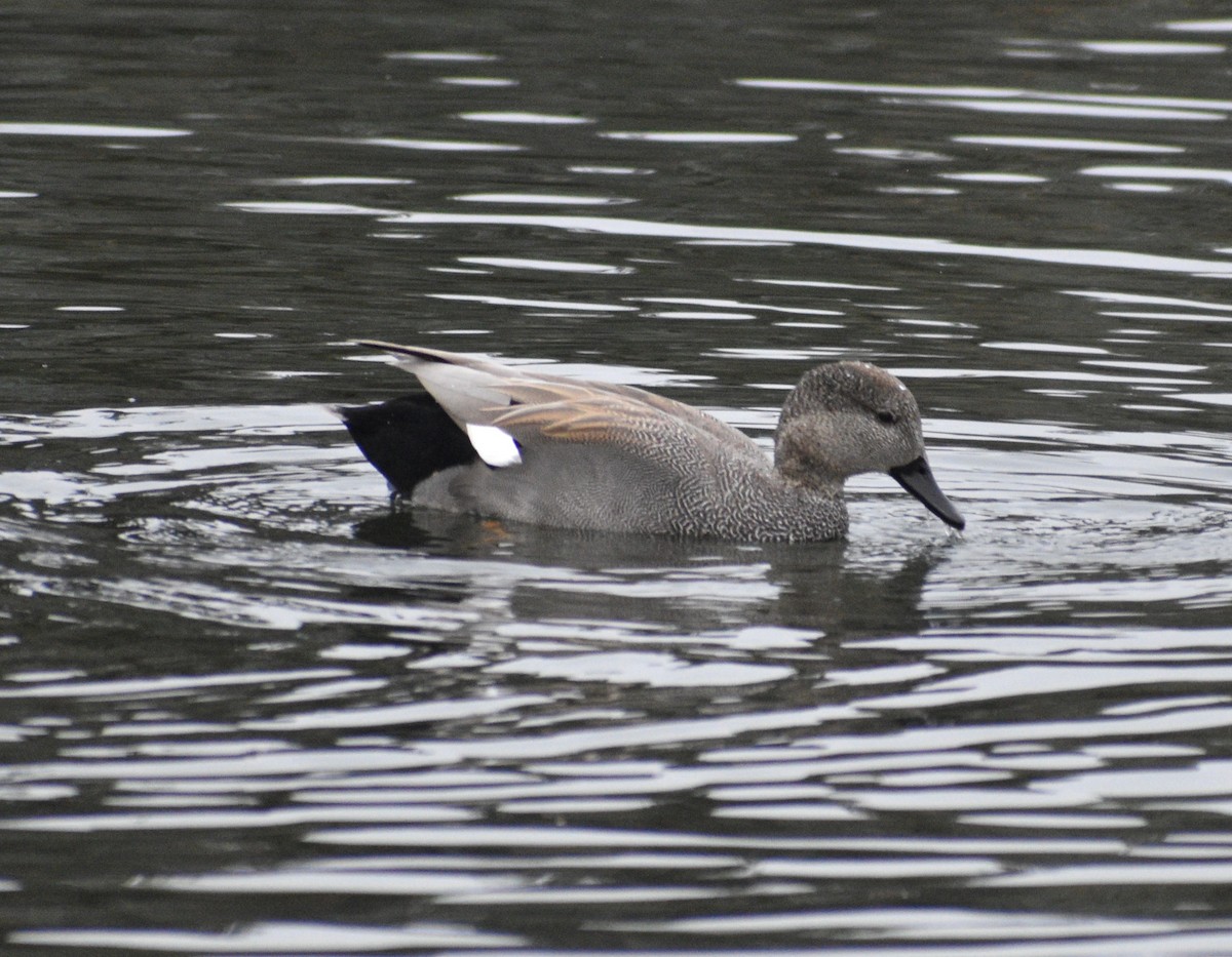 Gadwall - Peter Olsoy