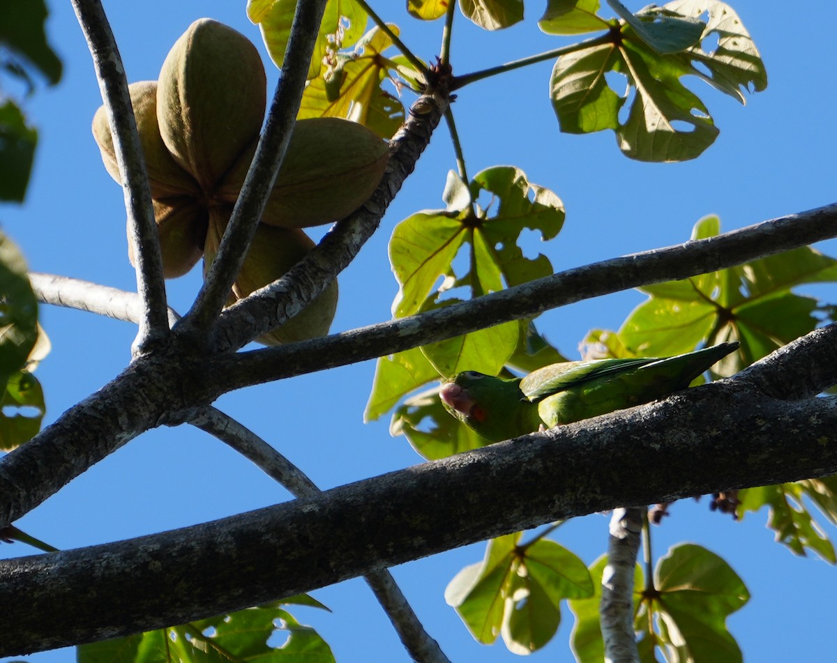 Orange-chinned Parakeet - ML542010251