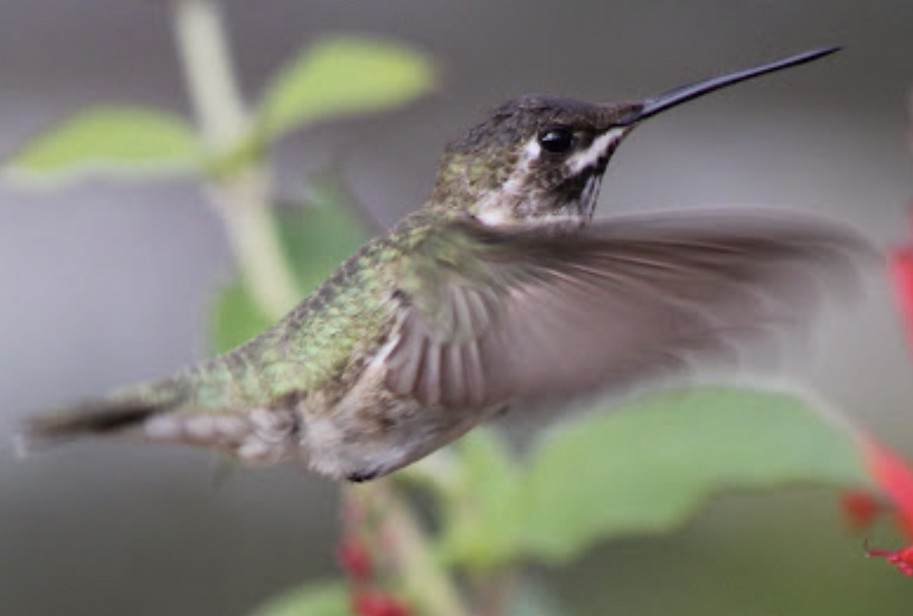 Black-chinned Hummingbird - ML542010771