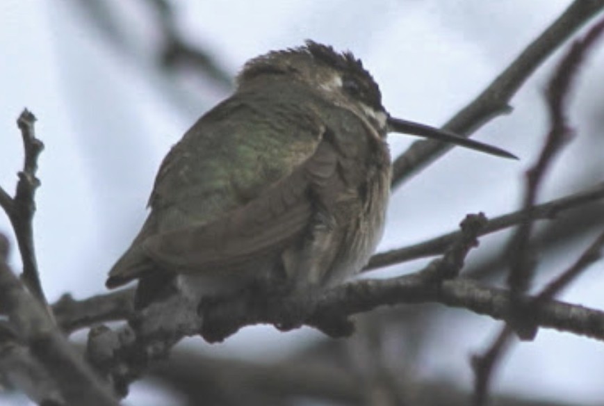 Black-chinned Hummingbird - ML542010781