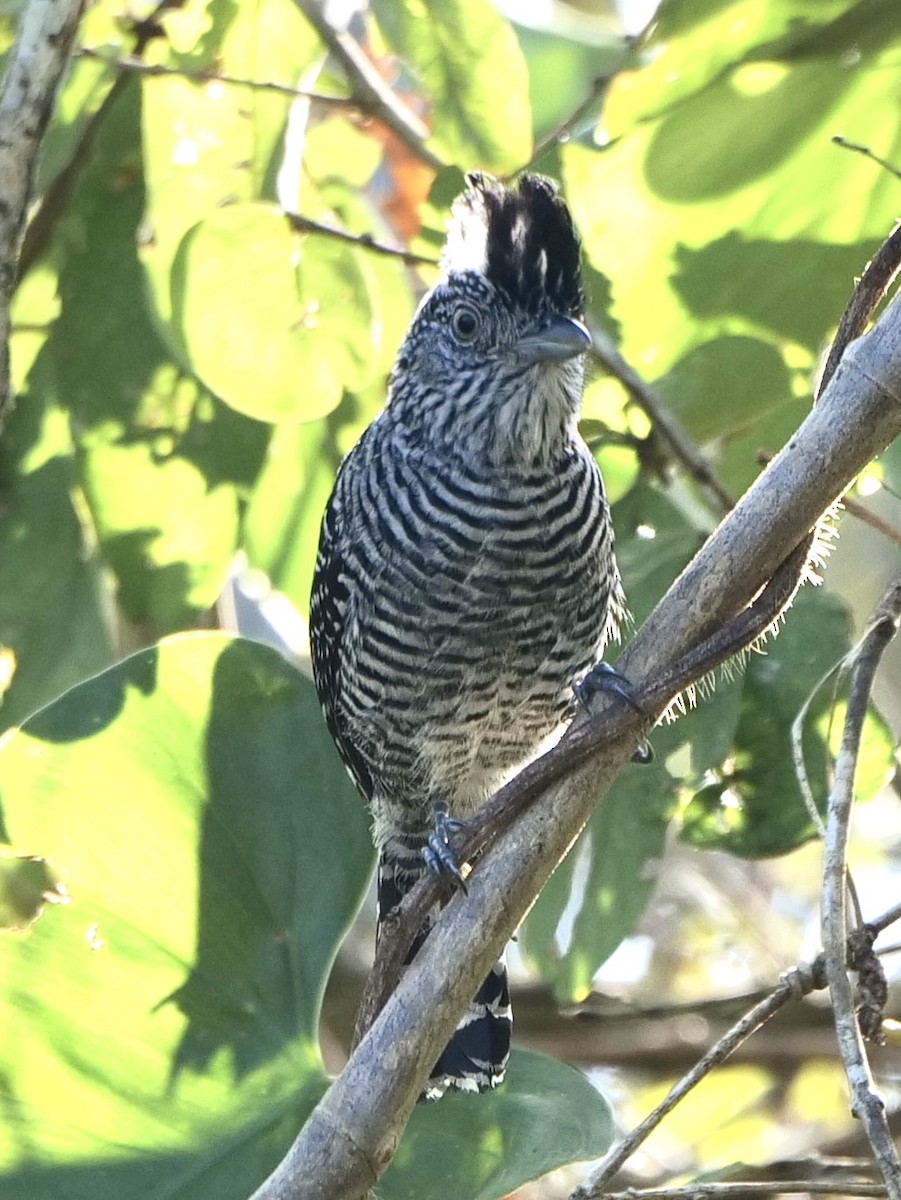 Barred Antshrike - Barbara Coll