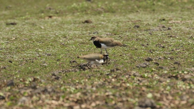 Southern Lapwing - ML542011771