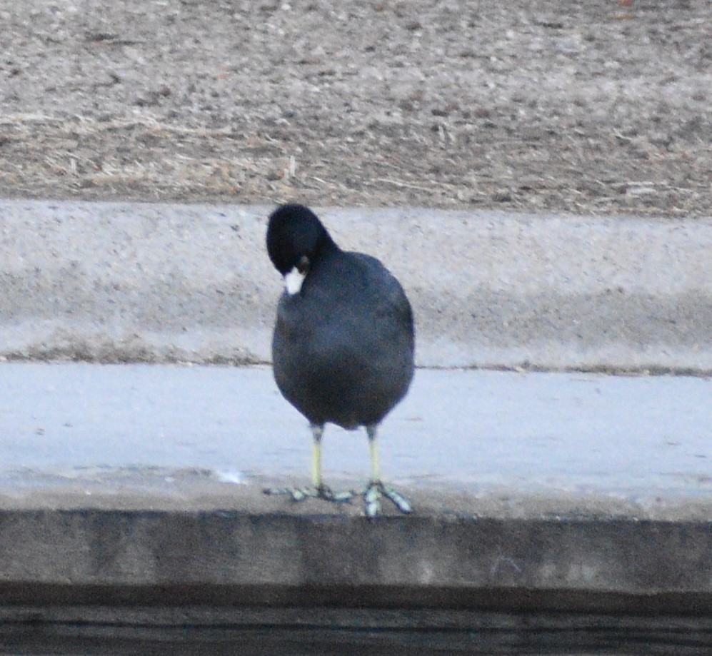 American Coot - ML542011931