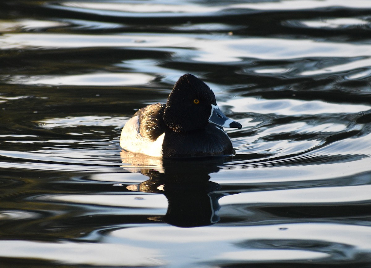 Ring-necked Duck - ML542011971