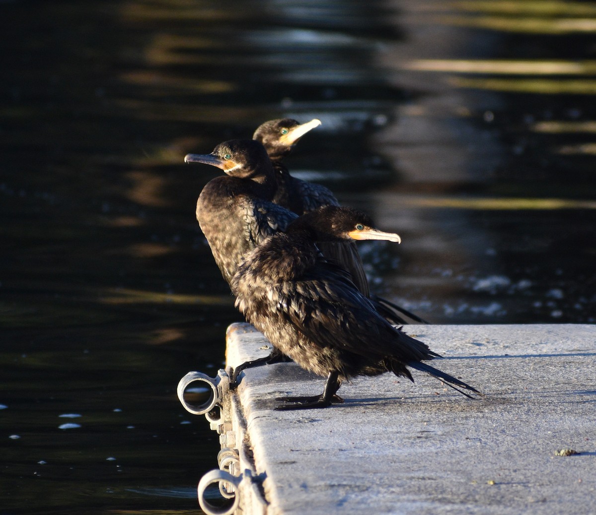 Neotropic Cormorant - ML542011991