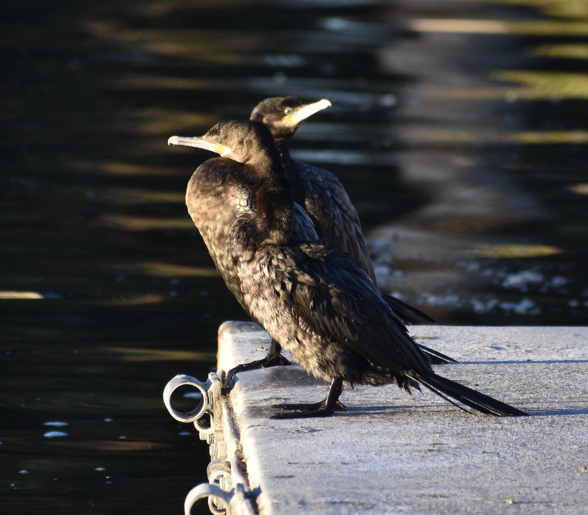 Neotropic Cormorant - ML542012001