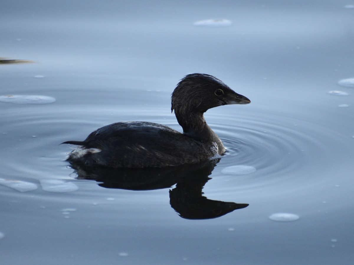 Pied-billed Grebe - ML542012031