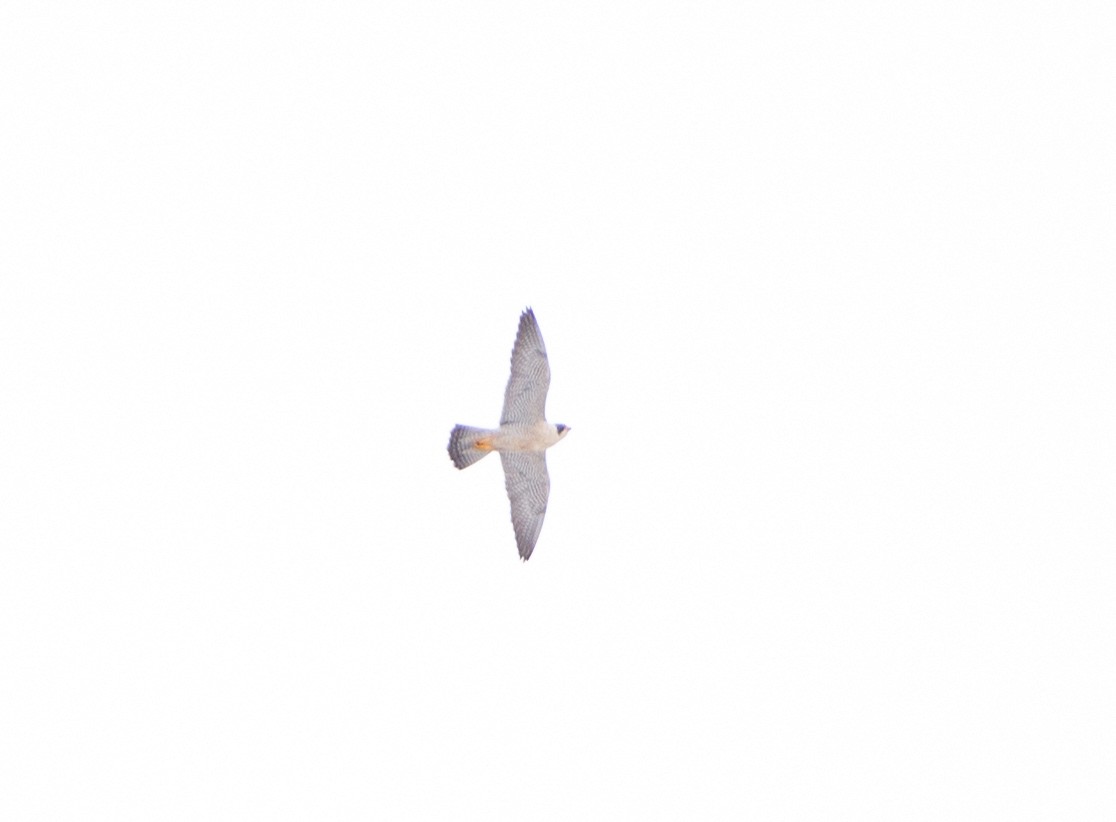 Peregrine Falcon - ML542012091