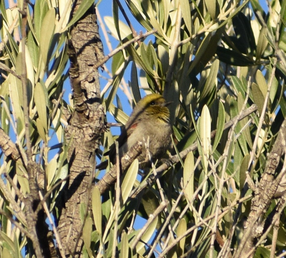 Verdin - ML542012171