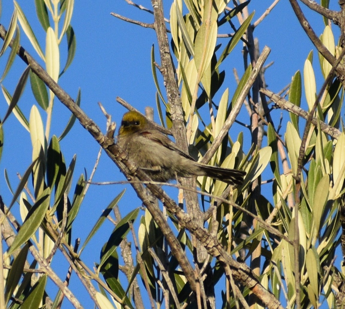 Verdin - ML542012211
