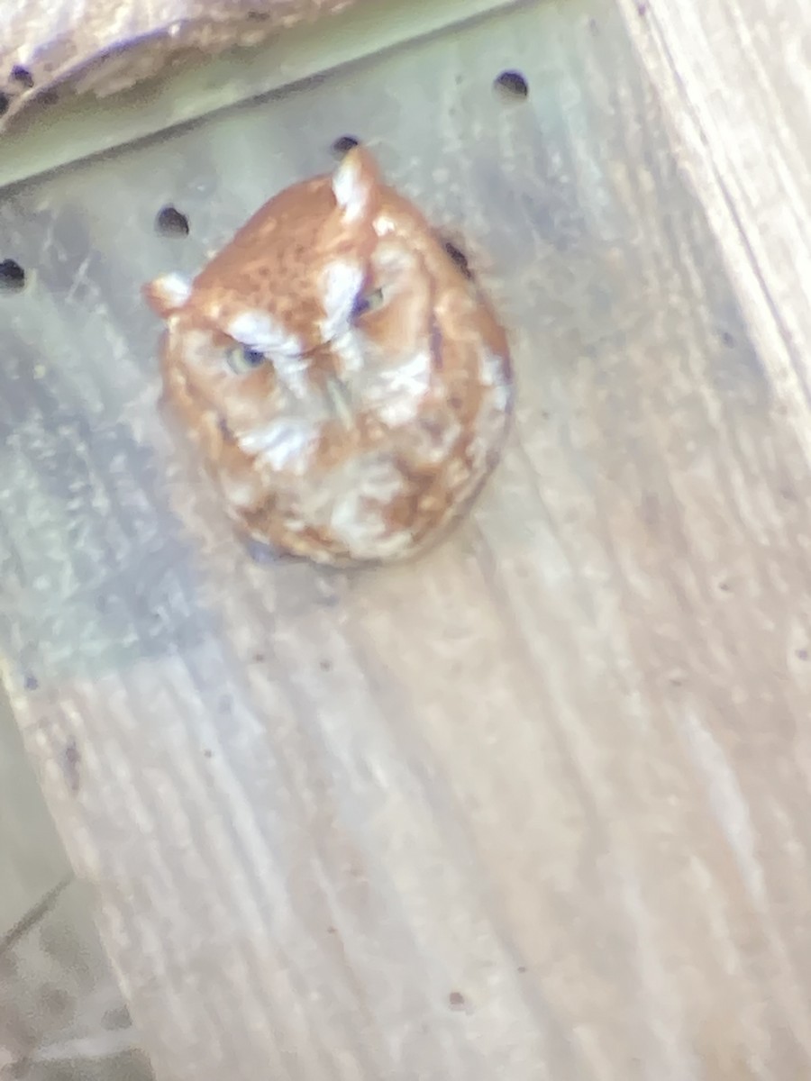 Eastern Screech-Owl - ML542012251