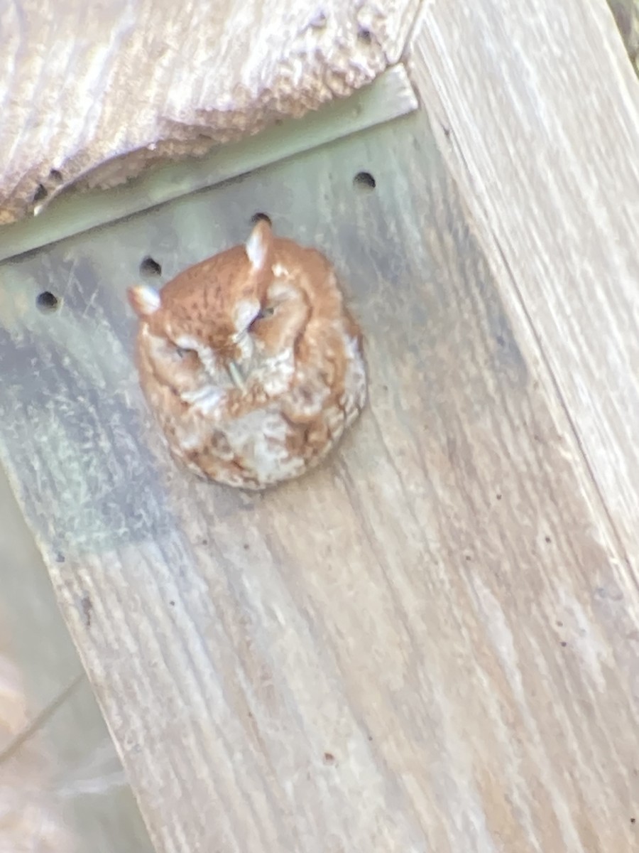 Eastern Screech-Owl - ML542012271