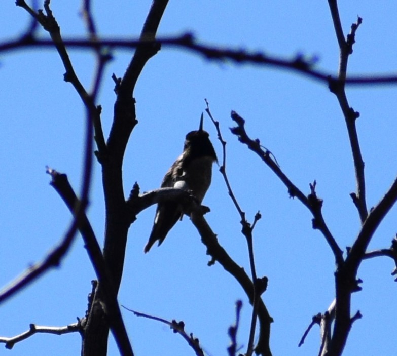 Anna's Hummingbird - ML542013251
