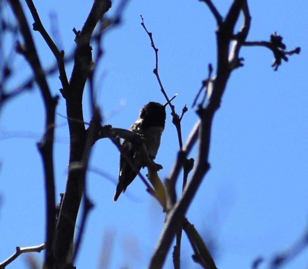 Anna's Hummingbird - ML542013301