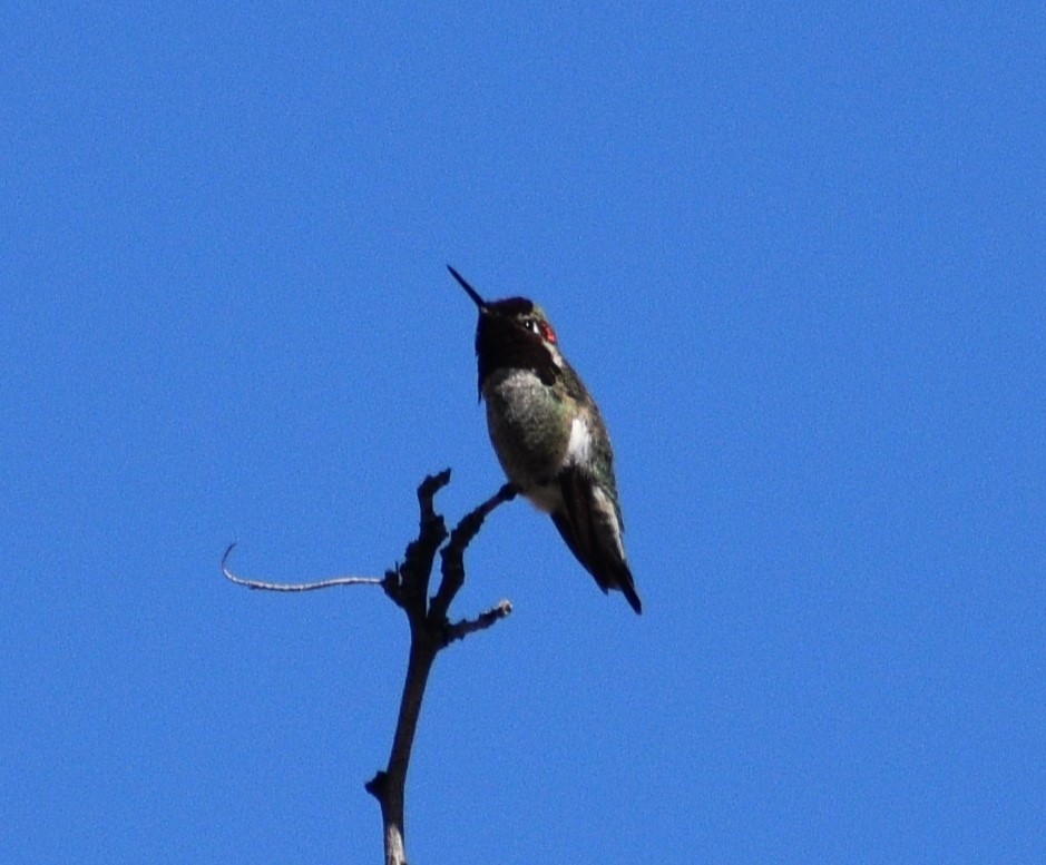Anna's Hummingbird - ML542013581