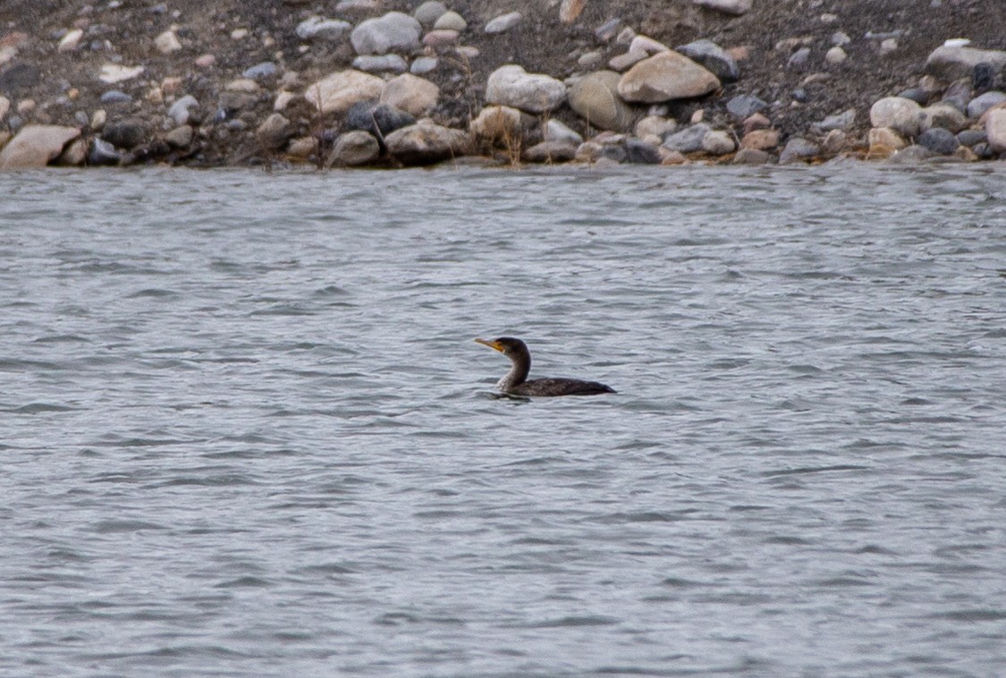 Double-crested Cormorant - ML542013791