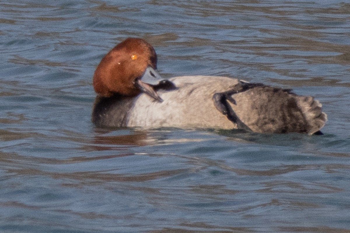 Redhead - Dale Bargmann