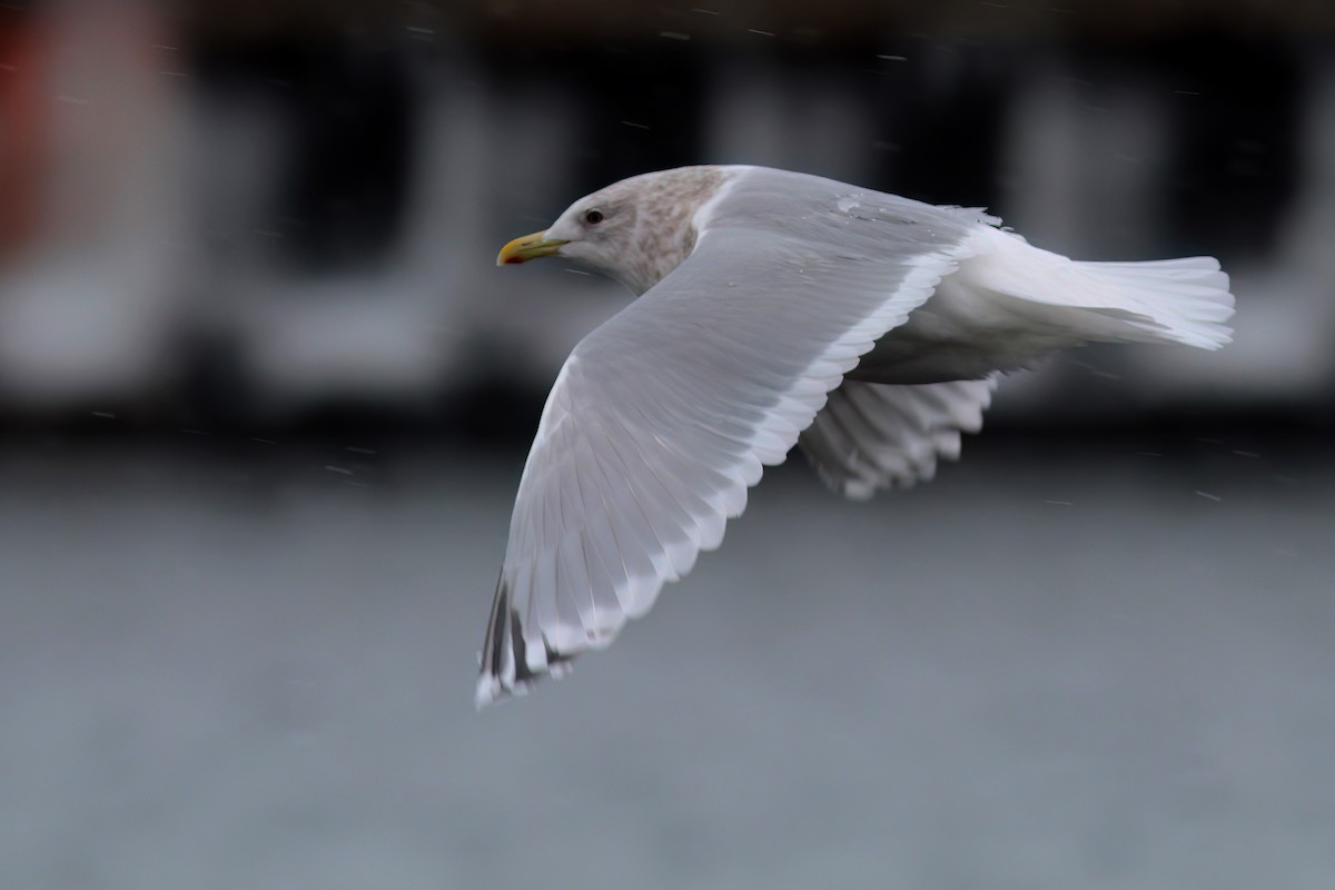 Iceland Gull (Thayer's x Iceland) - ML542014391