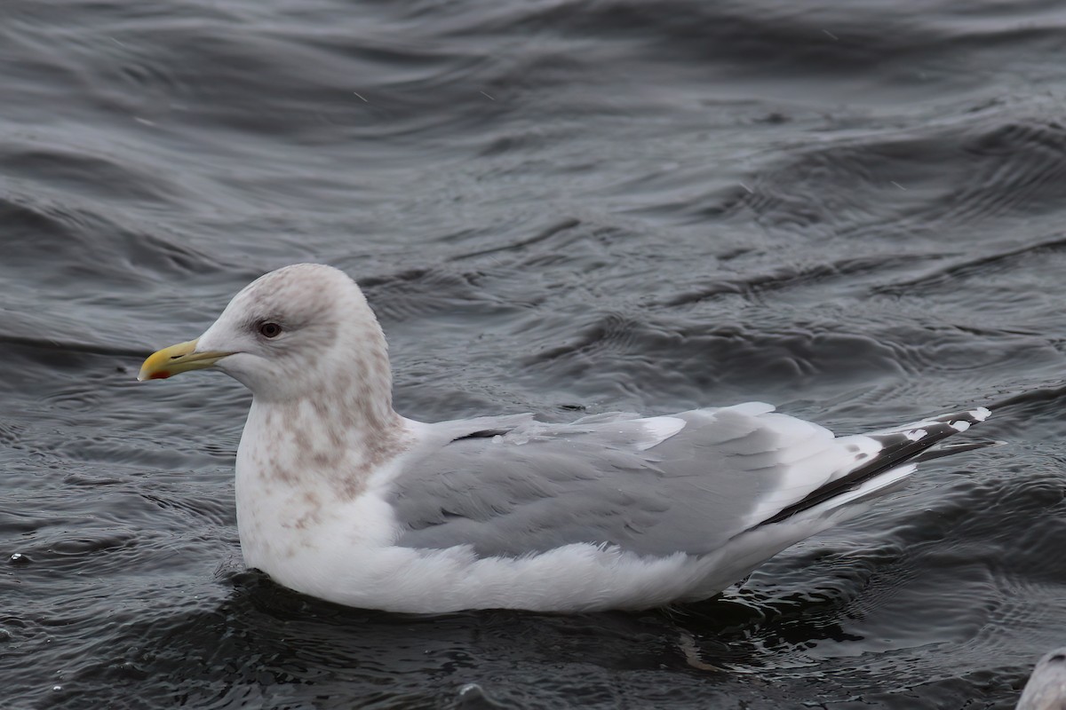 Gaviota Groenlandesa (thayeri x glaucoides/kumlieni) - ML542014401