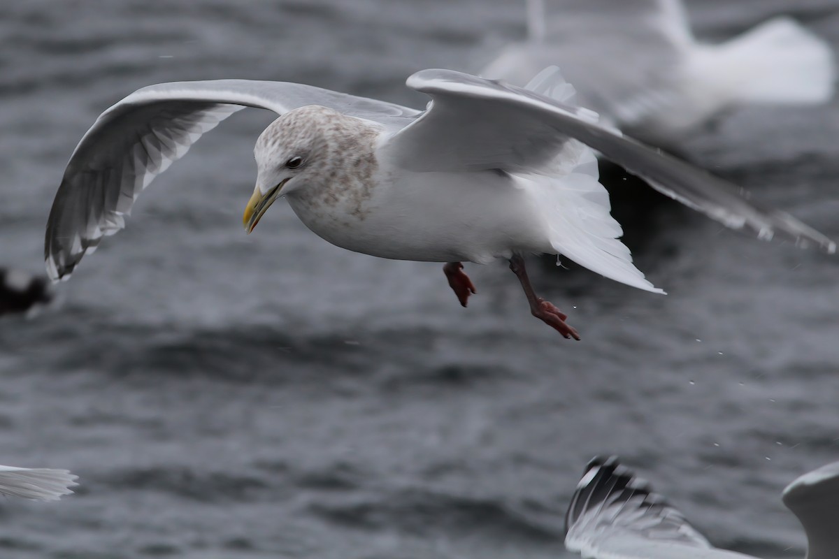 Gaviota Groenlandesa (thayeri x glaucoides/kumlieni) - ML542014411