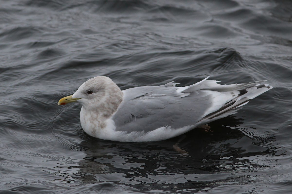 Iceland Gull (Thayer's x Iceland) - ML542014421