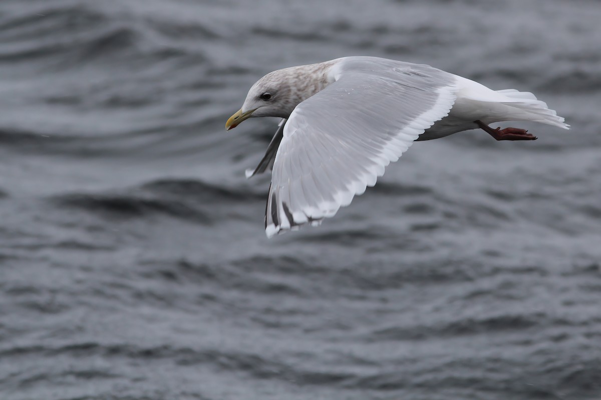 Iceland Gull (Thayer's x Iceland) - ML542014441