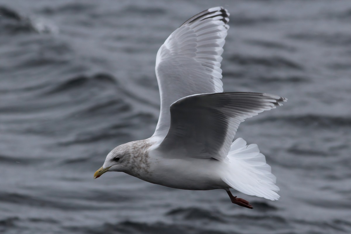 Iceland Gull (Thayer's x Iceland) - ML542014451