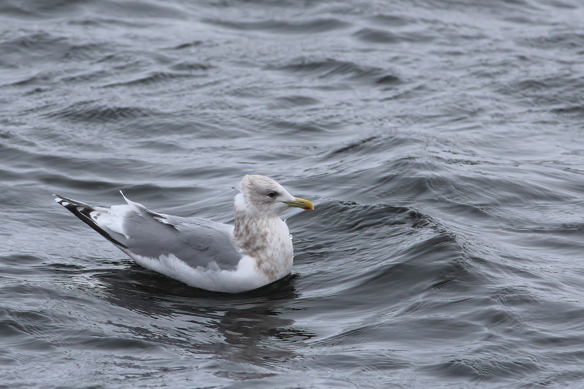 Iceland Gull (Thayer's x Iceland) - ML542014491