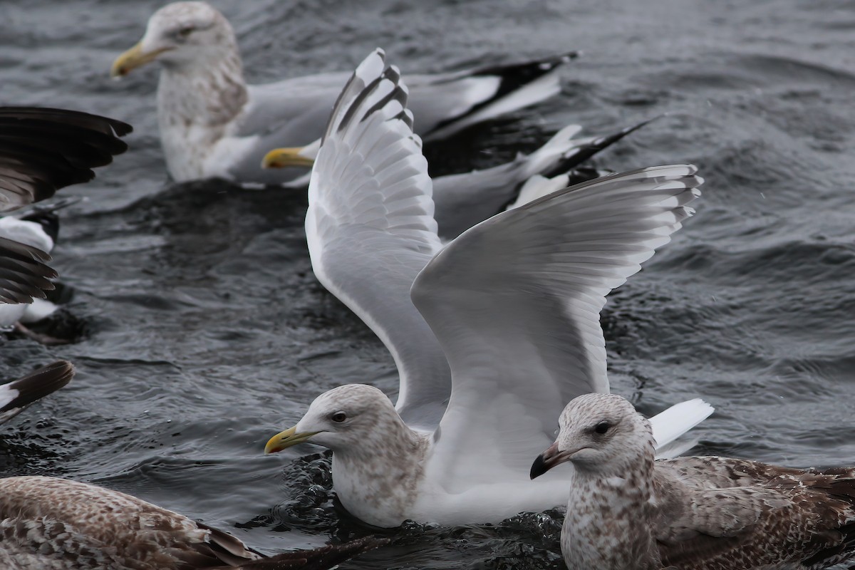 Gaviota Groenlandesa (thayeri x glaucoides/kumlieni) - ML542014501