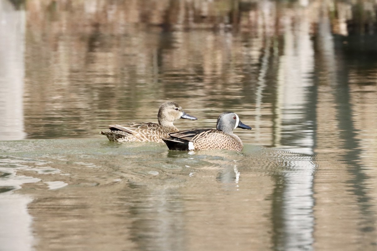 Blue-winged Teal - ML542015801