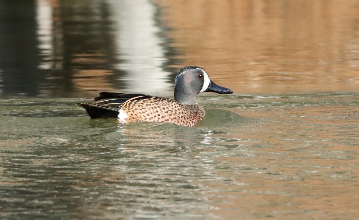 Blue-winged Teal - ML542016491