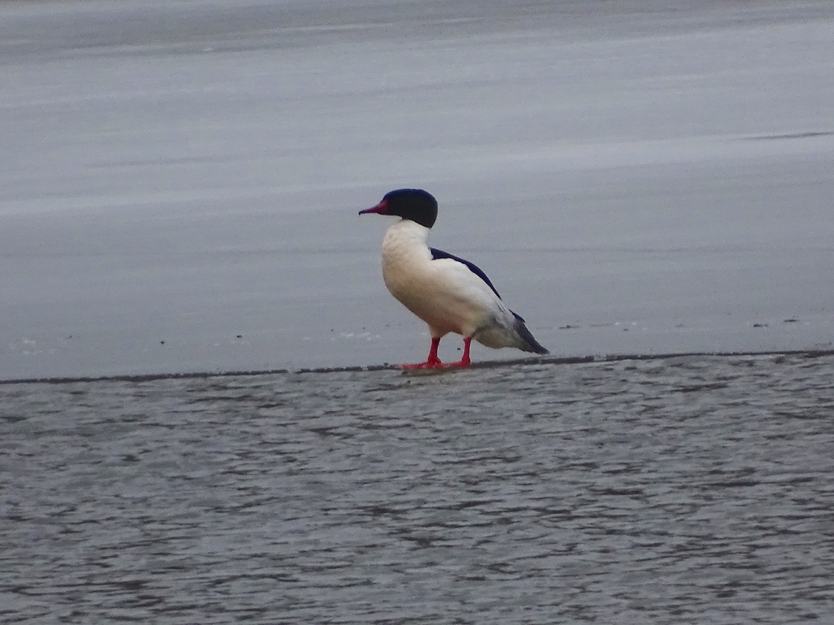 Common Merganser (North American) - ML54201721