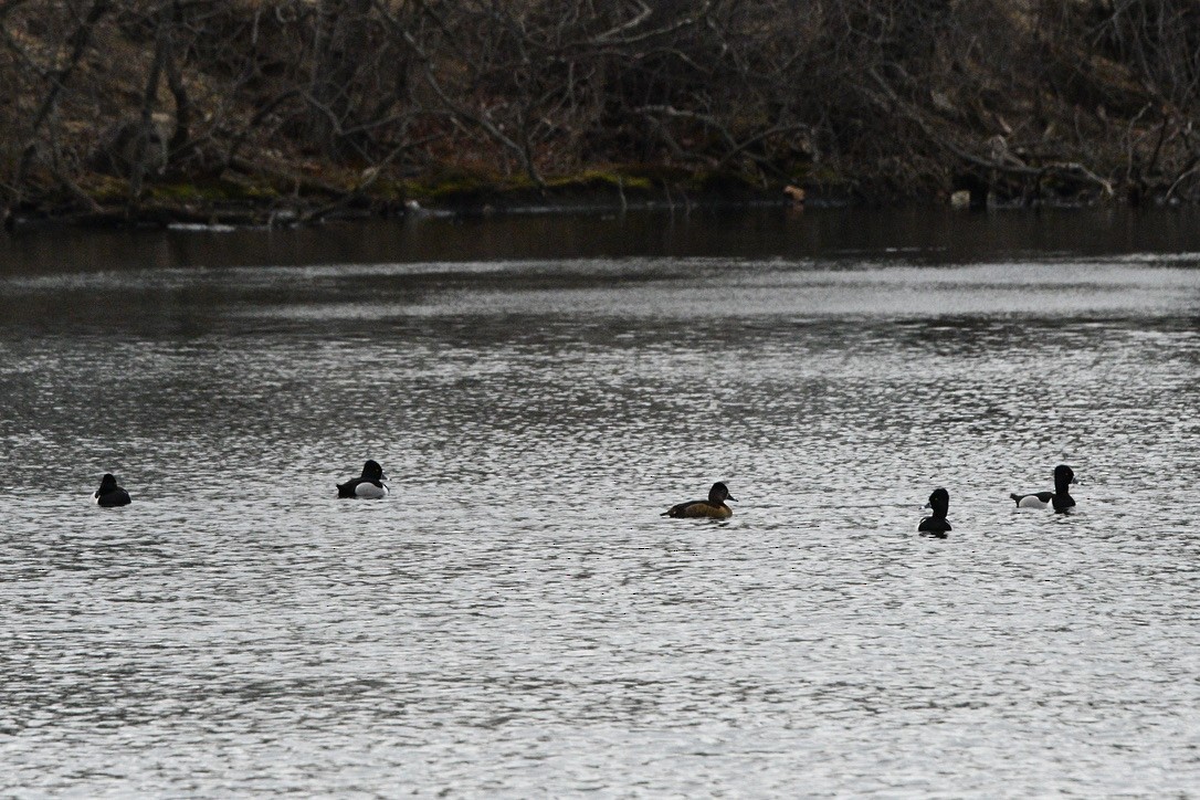 Ring-necked Duck - ML542017591